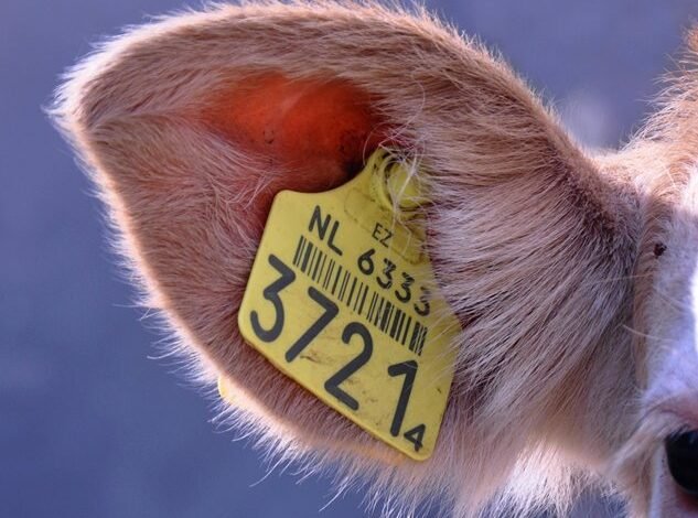 caller tracking regulation risks