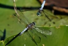 monitoring suspicious behavior compliance