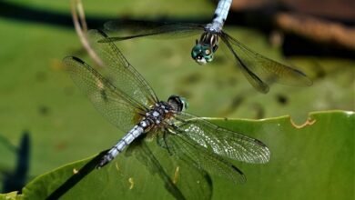 monitoring suspicious behavior compliance