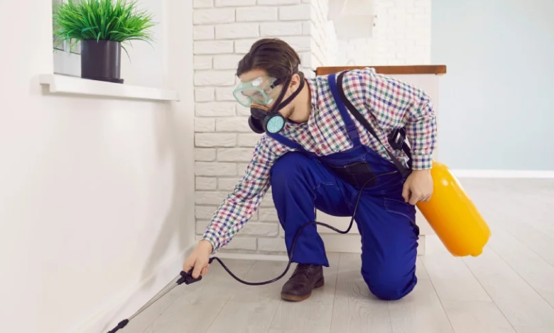 What Albury Homeowners Need To Know About Termite Inspection